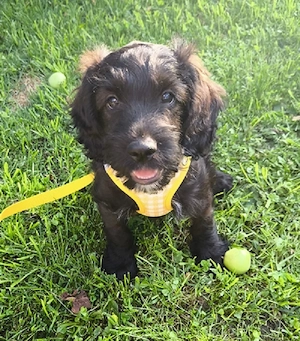 Einzigartige Kooikerdoodle