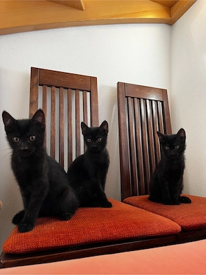 Babykatzen