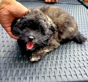 Süßer Zwergpudel   Pomeranian-Pudel Welpe sucht liebevolles Zuhause