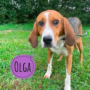 Olga, katzenverträgliche und liebe Mischlingshündin, Save Bracke   Beagle