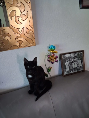  Liebevolles Zuhause für unseren kleinen Kater gesucht 