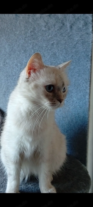 BKH kätzin.In weiß Wünderschöne Blau augen 