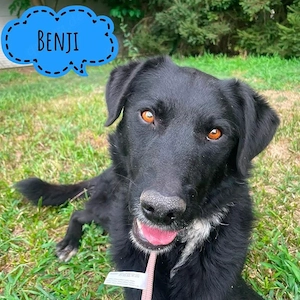Benji, junger Labrador Mischling, freundlich, menschenbezogen und verträglich