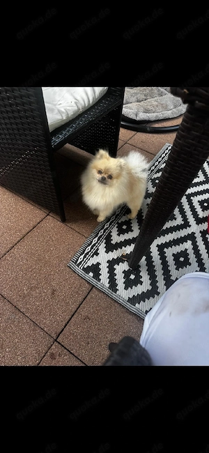 pomeranian zu Verkaufen 