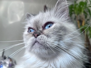 Coco sucht ein neues zu Hause