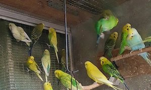 Nestjunge und zuchtreife Wellensittiche, jeweils 25 Euro