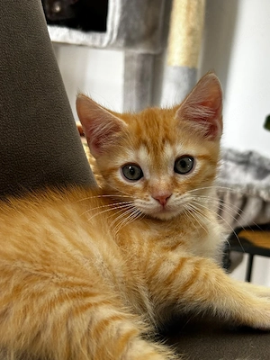Zwei süße Katzen suchen ein liebesvolles Zuhause   