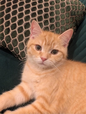 Reinrassige BKH Kitten  Bild 9