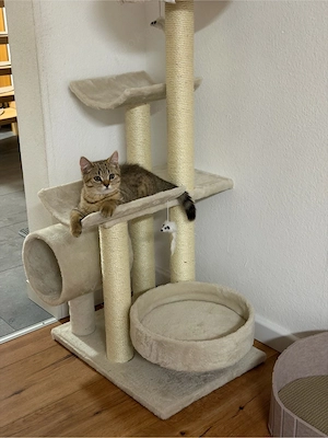 Liebevoller BKH-Mix Babykater (geb. 01.03.) sucht neues Zuhause