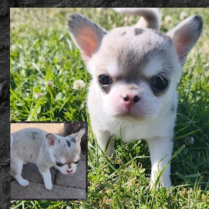 Typvolle Kurzhaar Chihuahua Rüden mit Ahnentafel 