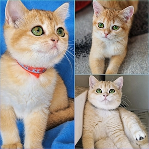Bkh Kitten mit Stammbaum Abgabebereit mit 2 Impfungen und Chip