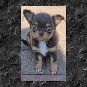 Typvolle Langhaar Chihuahuas mit Ahnentafel 