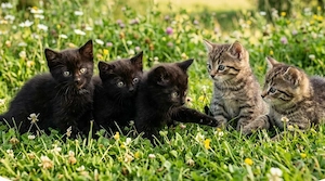 Maikatzen 