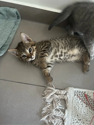 Süse Katzenbaby 