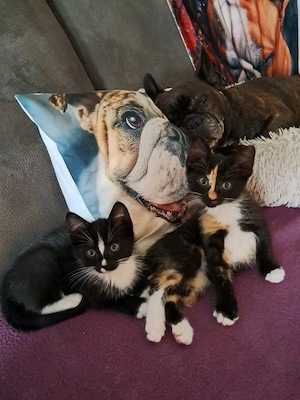 Die Mäuse sind Abgebe Bereit 