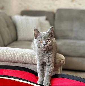 BKH Kitten mit Bernsteinaugen