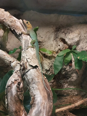 Anolis Marmoratus Marmotatus 1.1