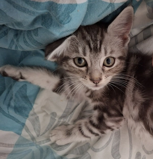 1 Whiskas Britisch Kurzhaar Maine Coon Kater Mix sitzt auf gepackten Koffern abholbereit