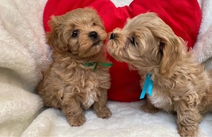 Maltipoo mini welpen