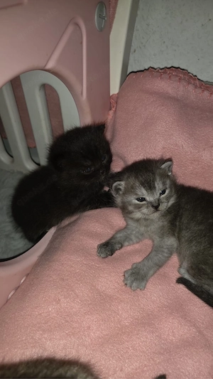 Bkh kitten 