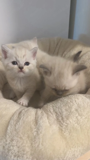 Süße kitten