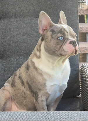 Französsicher Bulldoggen Rüde