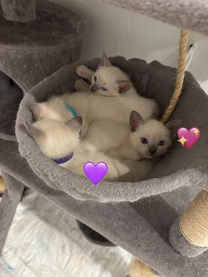 Reinrassige Siam Kitten zu verkaufen (ein Weibchen ist verfügbar)