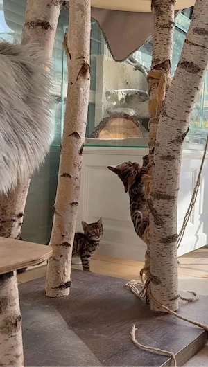 Bengalkitten mit Stammbaum