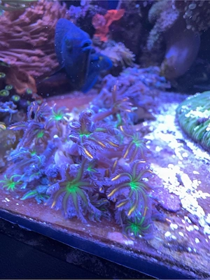 Meerwasser-Ableger Clavularia tricolor