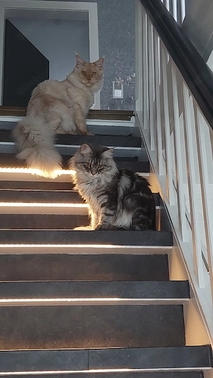 Maine coon kitten 