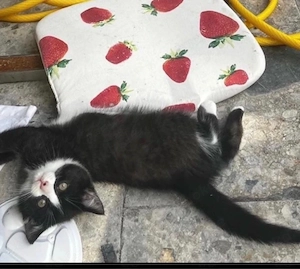 Wir suchen für unser süßes Katzenbaby ein liebevolles Zuhause.