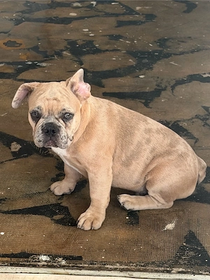 Französische Bulldogge