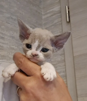 Hübsche Devon Rex Kitten können im Alter von 12 Wochen umziehen 