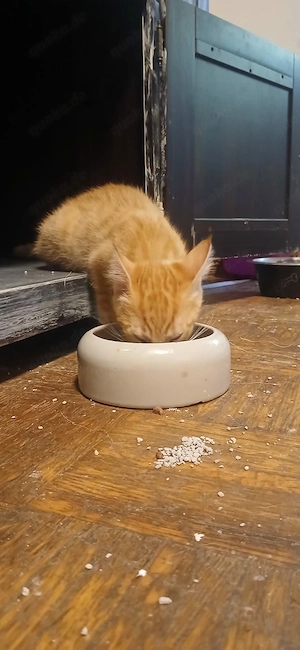 1 Rote Katzenbaby abzugeben 