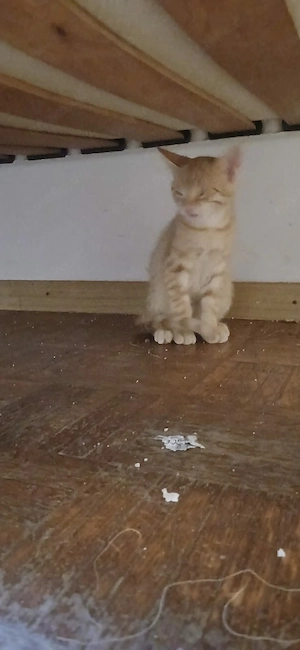 1 Rotes katzenbaby abzugeben  reserviert  Bild 2