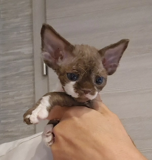 Hübsche Devon Rex Kitten können im Alter von 12 Wochen umziehen 
