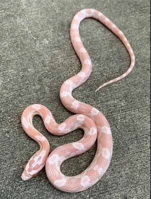 Kornnattern (Pantherophis guttatus)   NZ 2026