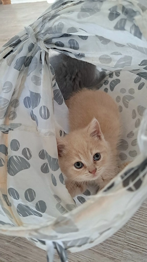 Britisch kurzhaar Kater mit Stammbaum BKH creme