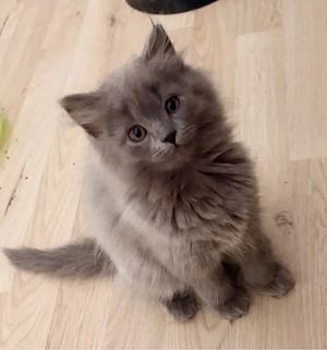 Schöne BLH BKH Kitten suchen ein liebevolles Zuhause
