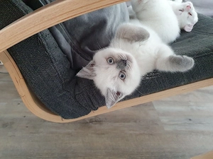 Bkh-Perser Mix Kitten 