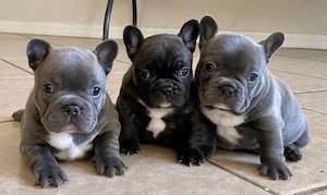 Französische Bulldogge welpen
