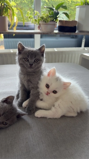 BKH Kitten (blau und weiß  Mädchen)