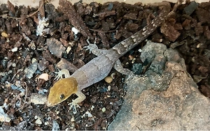 1,0 Gonatodes antillensis