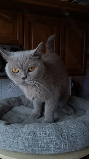 Britisch kurzhaar mit Stammbaum Katze weiblich lilac