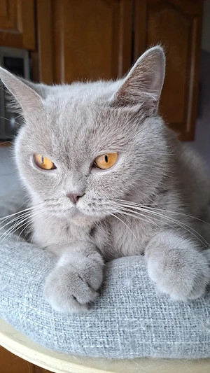 Britisch kurzhaar mit Stammbaum Katze weiblich lilac