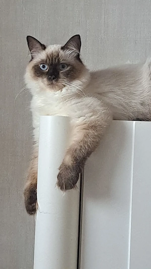 Neva masquarade sibirische Katze Madchen