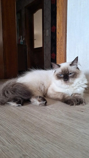 Neva masquarade sibirische Katze Madchen