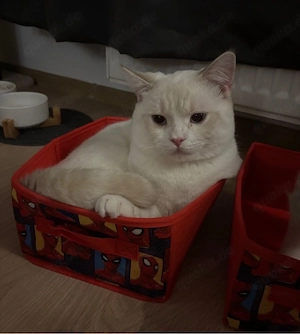 BKH - point katze zu verkaufen :)
