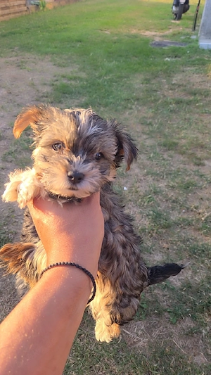 Yorkshire Terrier mini