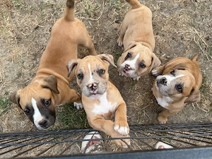 American Bully XL OEB Welpen 
